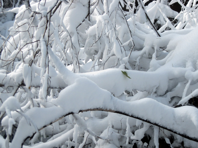 积雪 摄影 丰雨