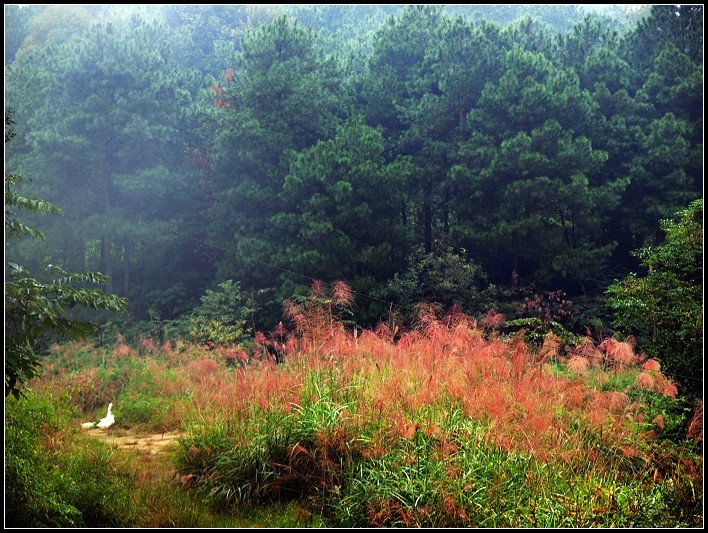 重庆铁山坪景2 摄影 龙吟天下