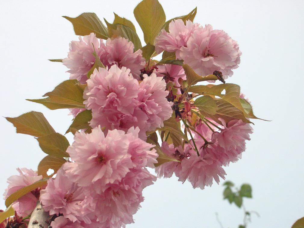 樱花 摄影 张玉兔