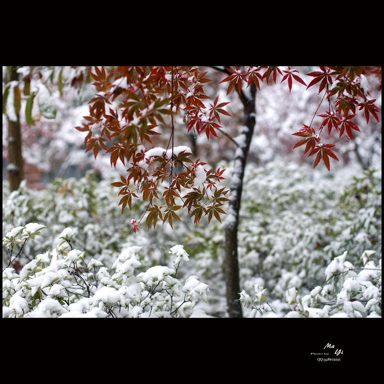 雪中。。。 摄影 蚂蚁的眼睛