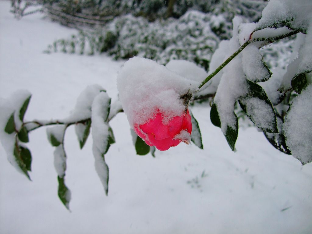 白雪. 红花 摄影 雅贞08