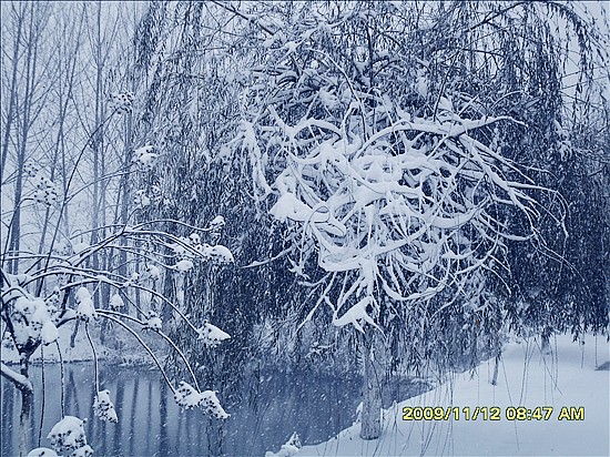 雪树 摄影 动感相册