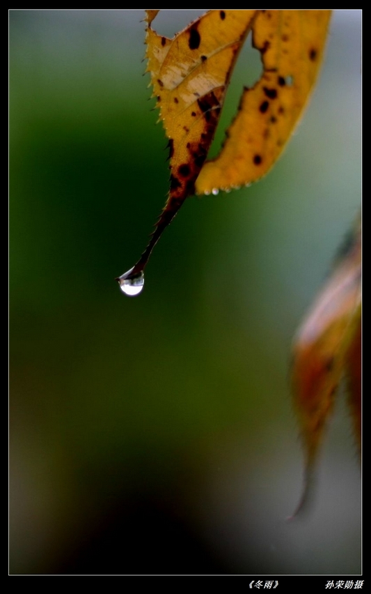 《冬雨》 摄影 抱壶者