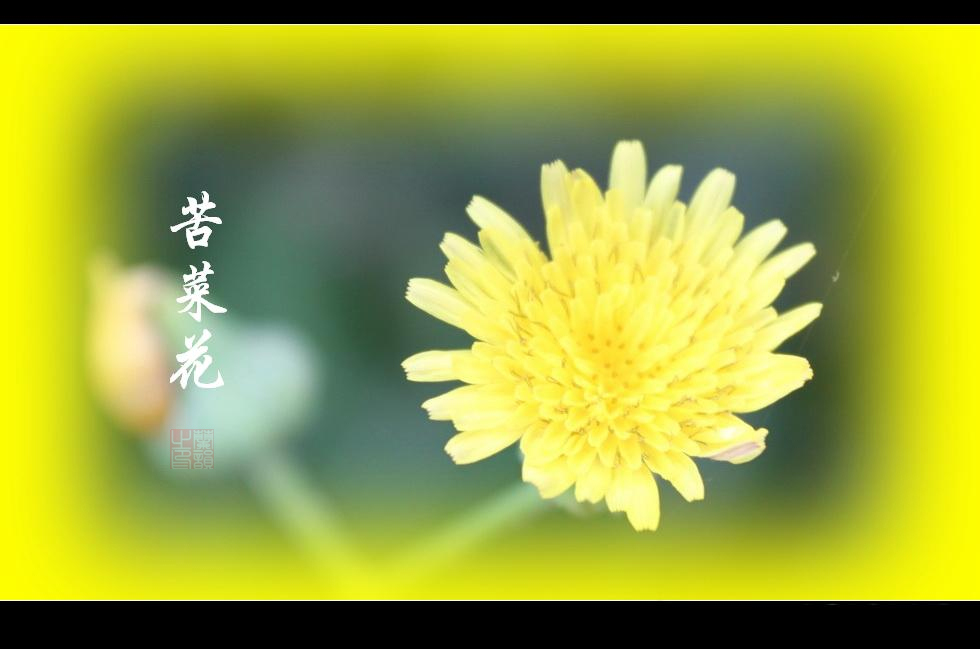 苦菜花 摄影 兰韵