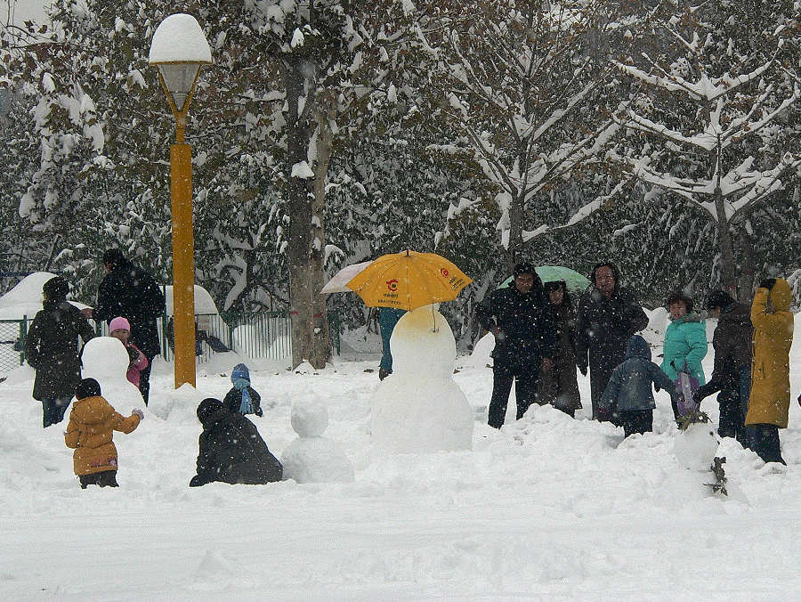 雪中情 摄影 天元