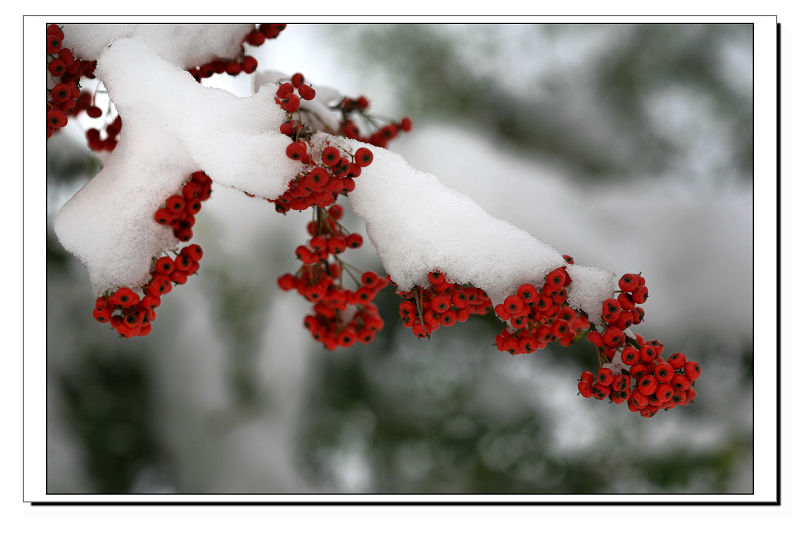 雪里红 摄影 添滋添味