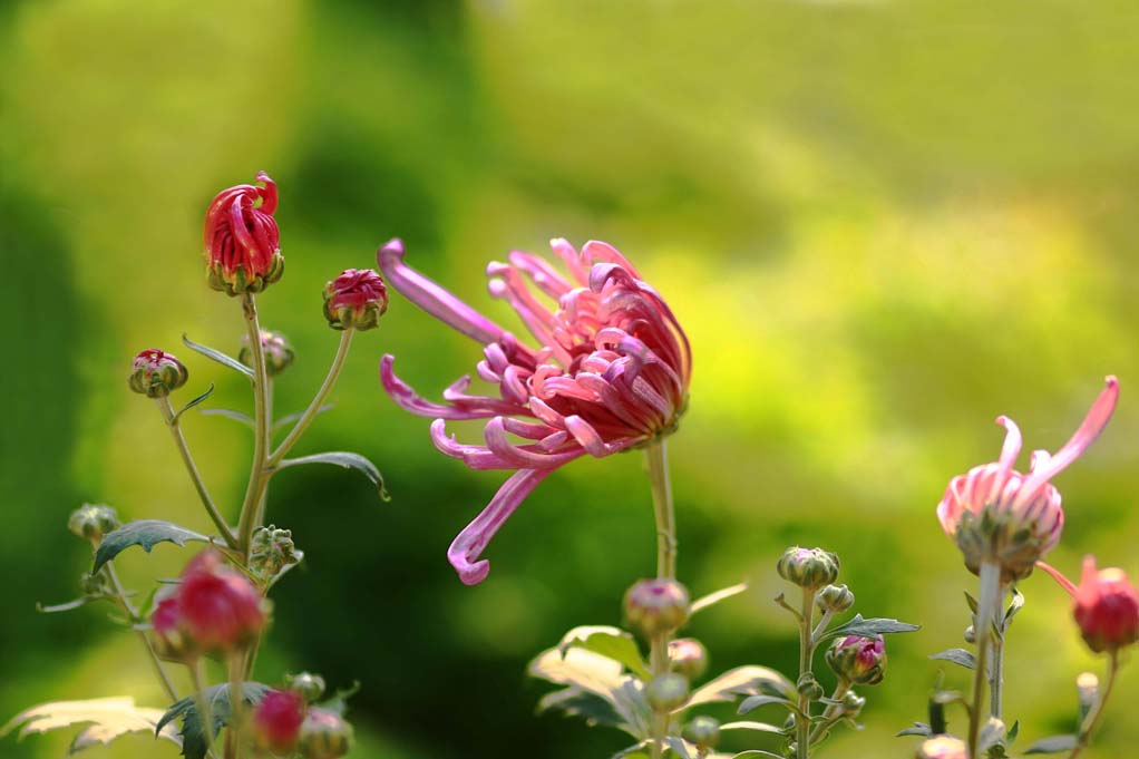 不尽风流看秋华——2009菊（4） 摄影 青山居士