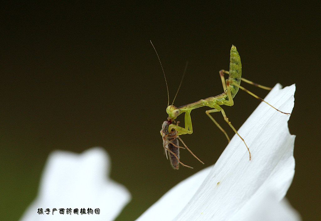 初露锋芒 摄影 车符