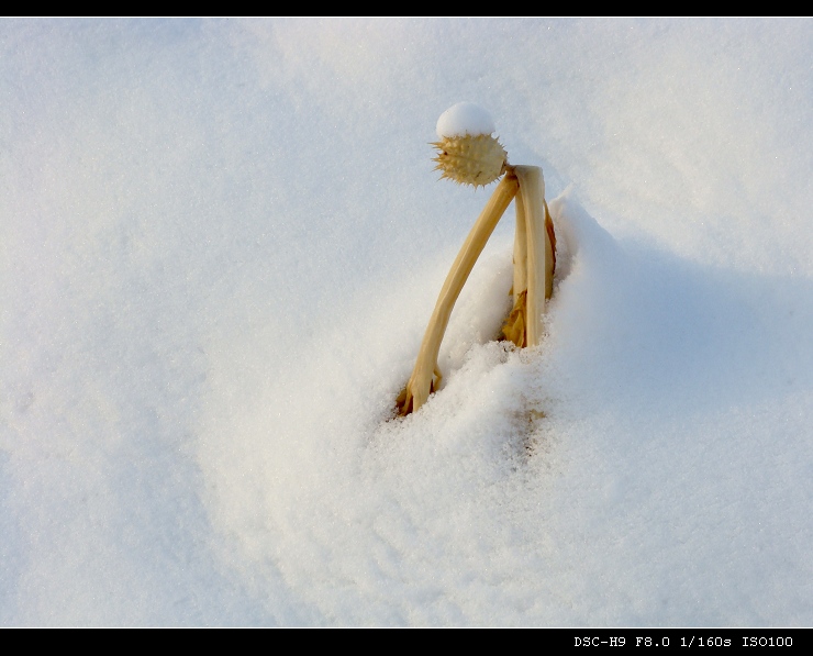 雪中小丑 摄影 鸽子鱼