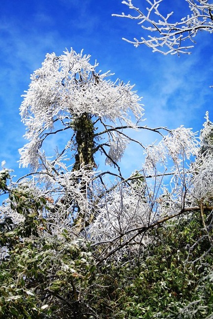 阳明山雾淞奇观1 摄影 轻轻杨柳