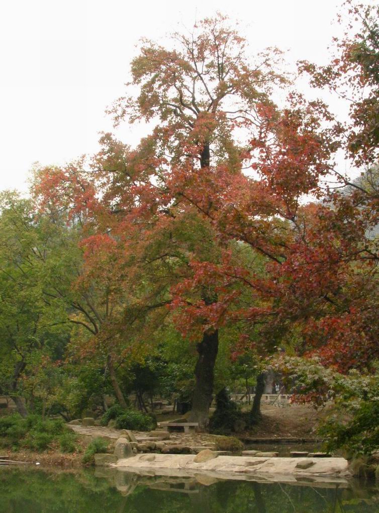 天平山红枫 摄影 綄鎂幸福