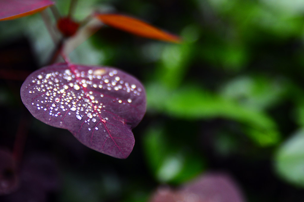 冬雨過後 摄影 高思