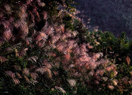 山中芦苇 摄影 闲来寻花