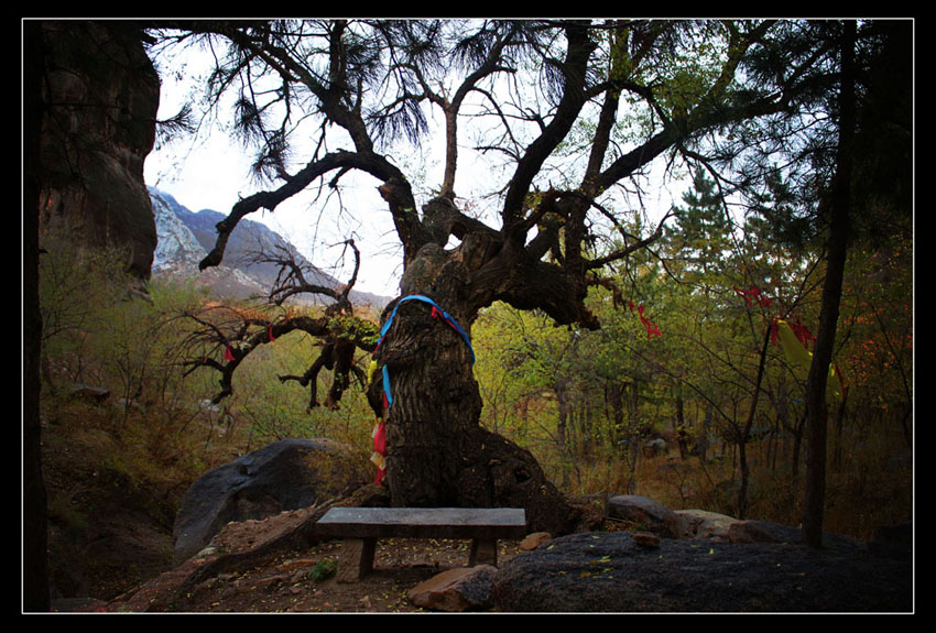 孤独百年老树 摄影 世界真小