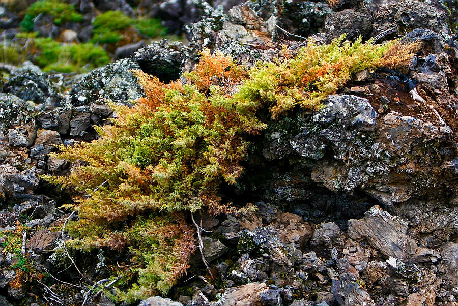 火山岩地貌 摄影 wasp