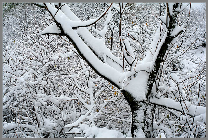 光雾山雪霁 摄影 重庆水兵