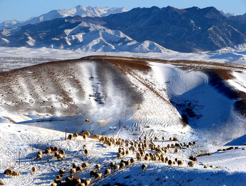 雪山牧场 摄影 雪峰