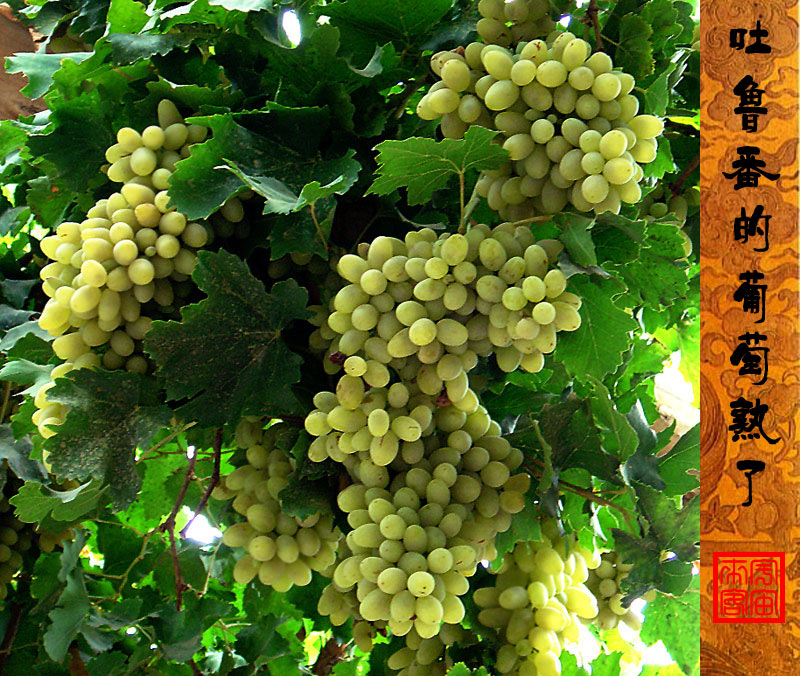 吐鲁番的葡萄熟了 摄影 宇宙来客