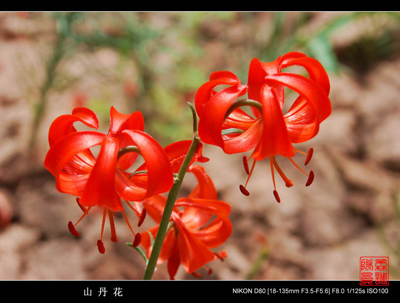 山丹花 摄影 森调队员