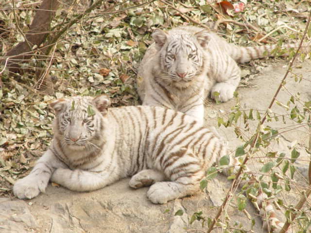 两小无猜 摄影 lvyeqingchua