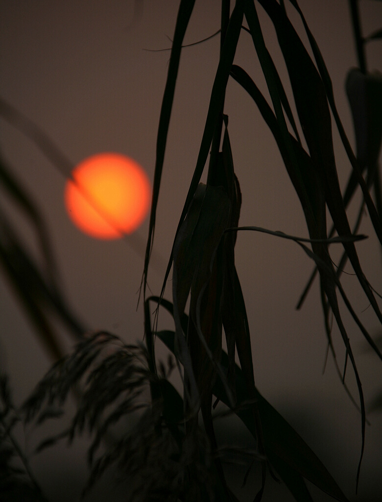 太湖 l芦影 摄影 shenjizhang