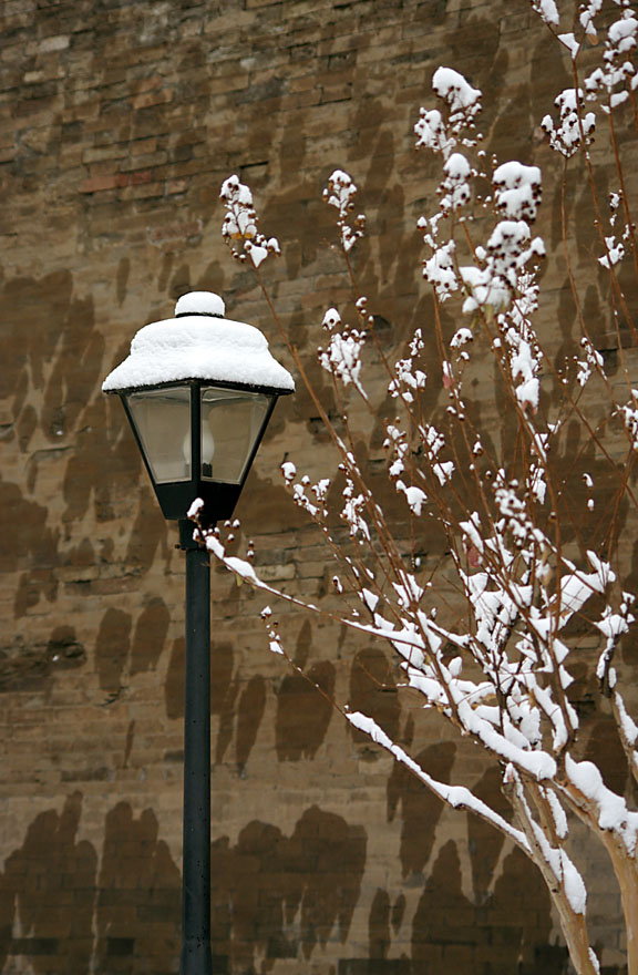 墙边小景 摄影 观雪堂主