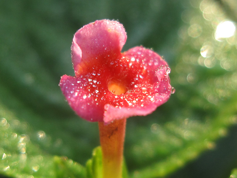 flower1 摄影 青花鱼