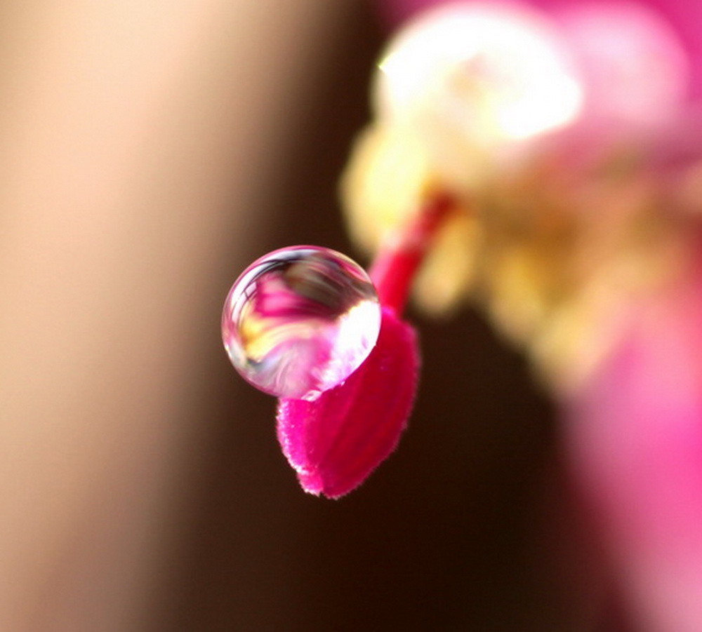 花蕾与水珠 摄影 董永利