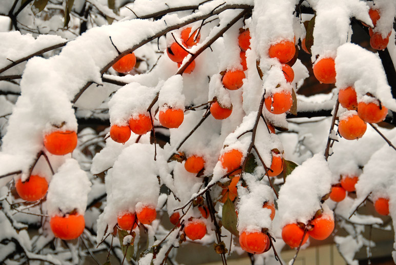 雪里红 摄影 宝成铁路