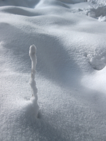 积雪的枯枝 摄影 丰雨