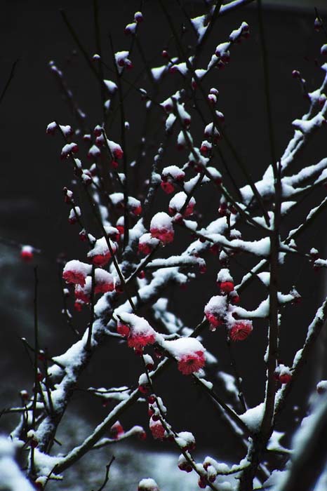 雪梅 摄影 红岩上