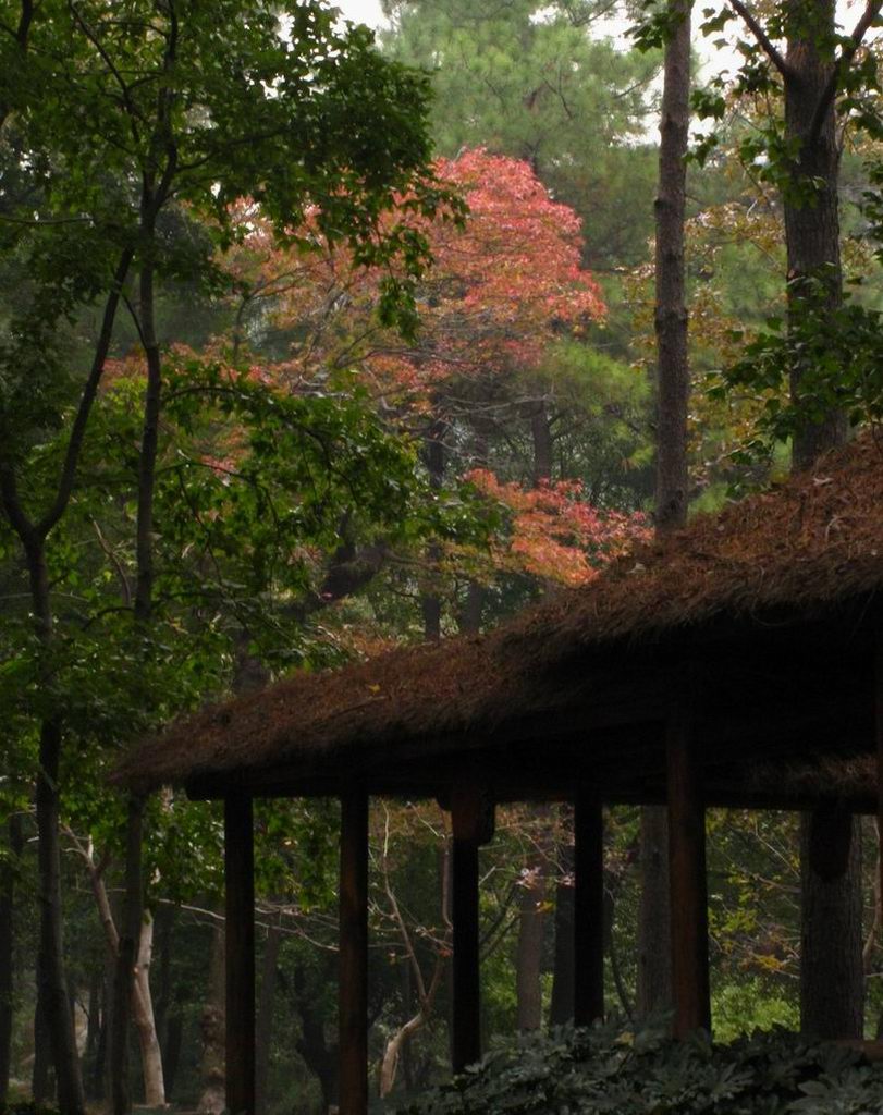 天平山红枫<4>林中茅屋 摄影 綄鎂幸福