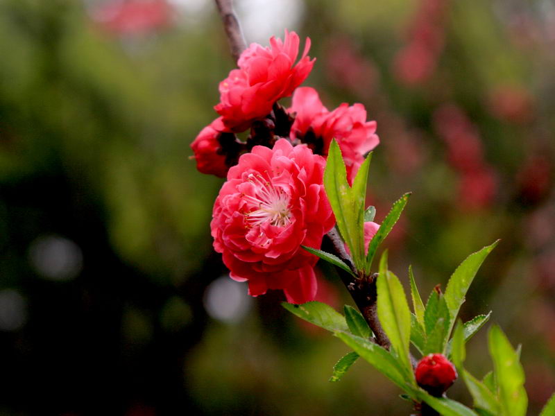 桃花朵朵开红 摄影 xinshan