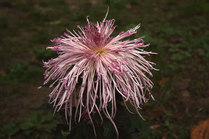 秋菊4 摄影 广义