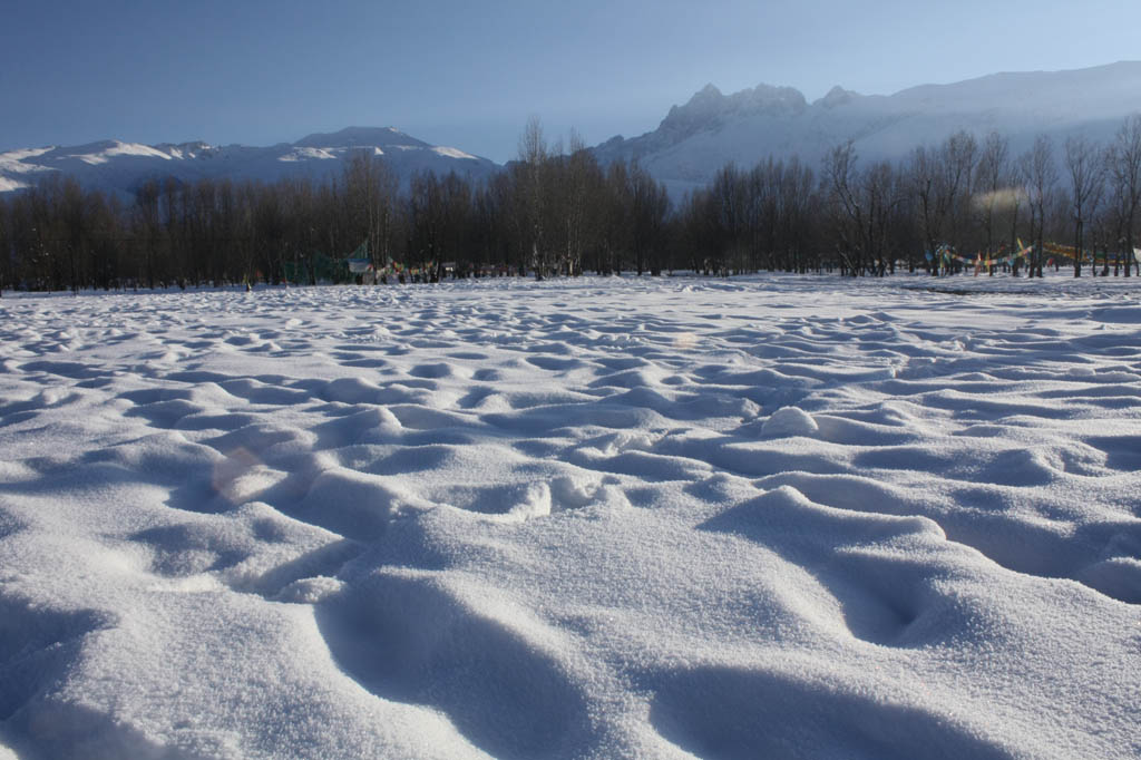 雪 摄影 殘葉冰封