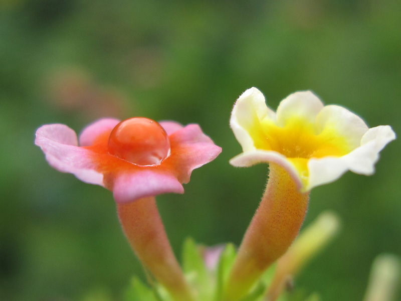 flower2 摄影 青花鱼