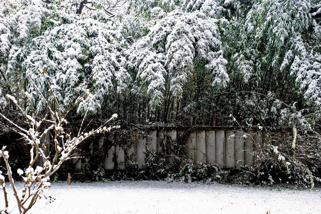 翠竹-雪 摄影 相逢是歌