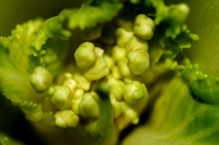 含苞欲放的白菜花 摄影 老山石