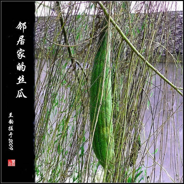 邻居家的丝瓜 摄影 兰韵