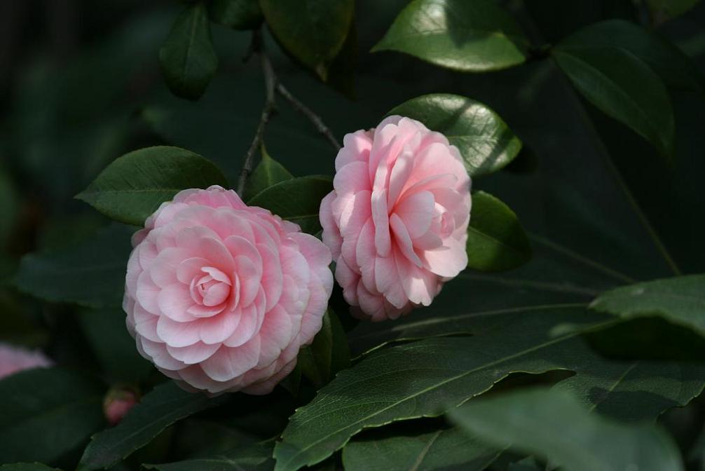 山茶花姐妹 摄影 小三山