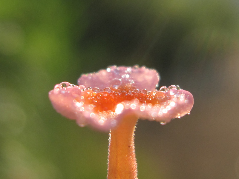 flower3 摄影 青花鱼