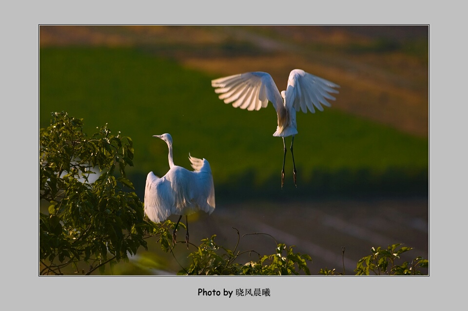 《比翼双飞》 摄影 晓风晨曦