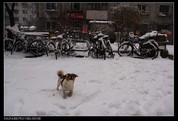 晨雪 摄影 卜光