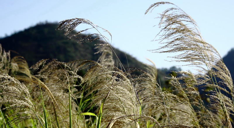 《舞》 摄影 风与水