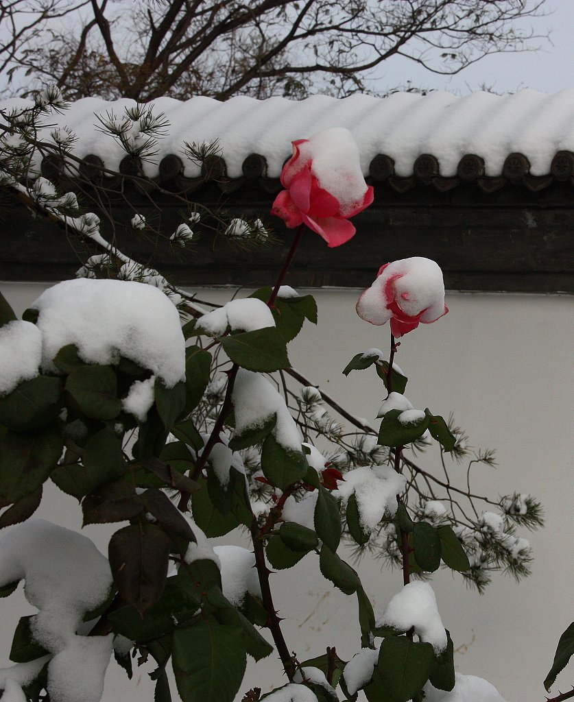 结伴沐雪 摄影 荆庐低唱