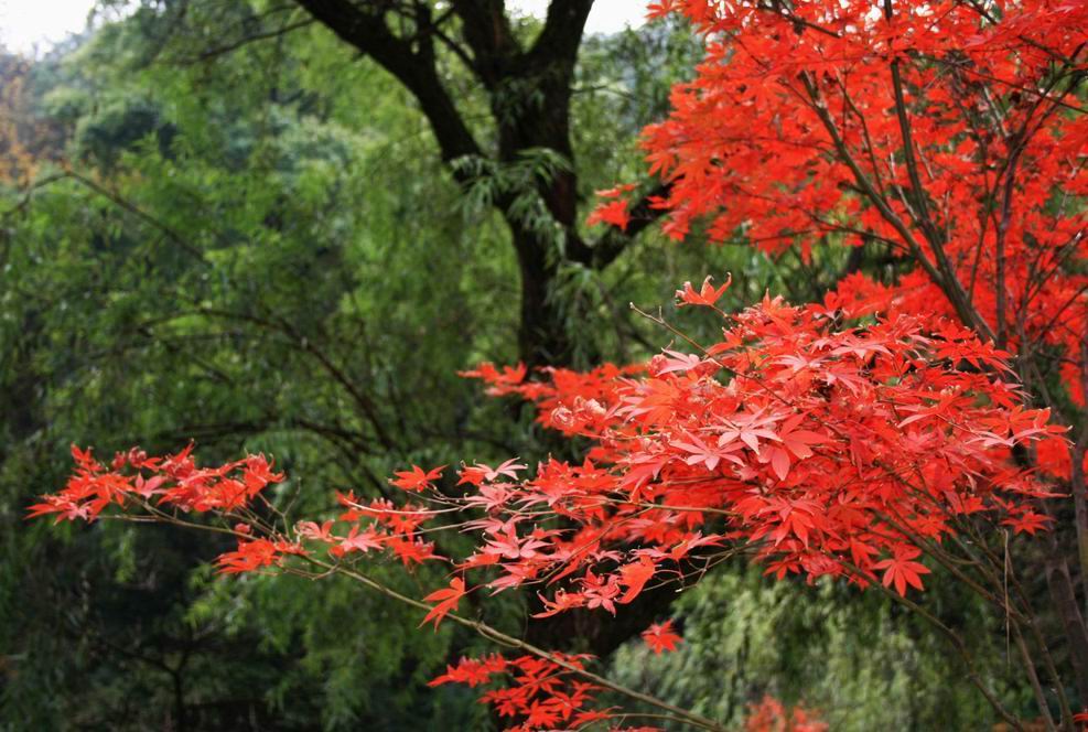 醉美 摄影 彭湖湾