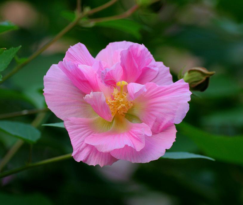 木芙蓉花 摄影 小三山