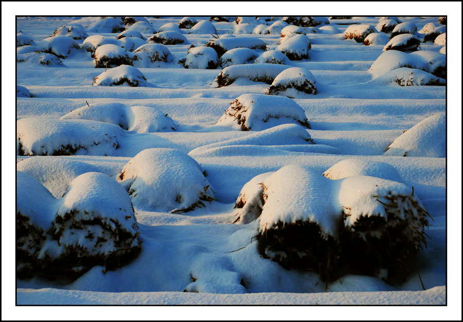 冬雪 摄影 九安