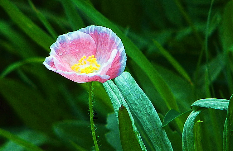 小花 摄影 爱兰居士