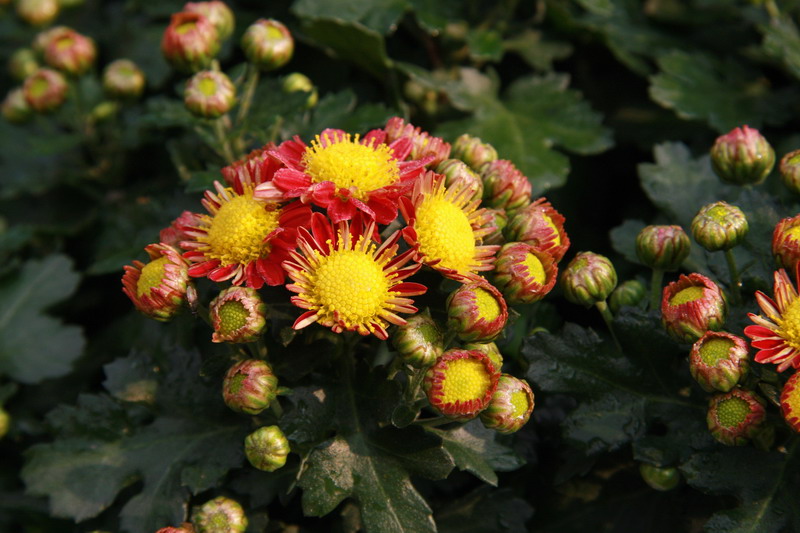 秋菊5 摄影 广义